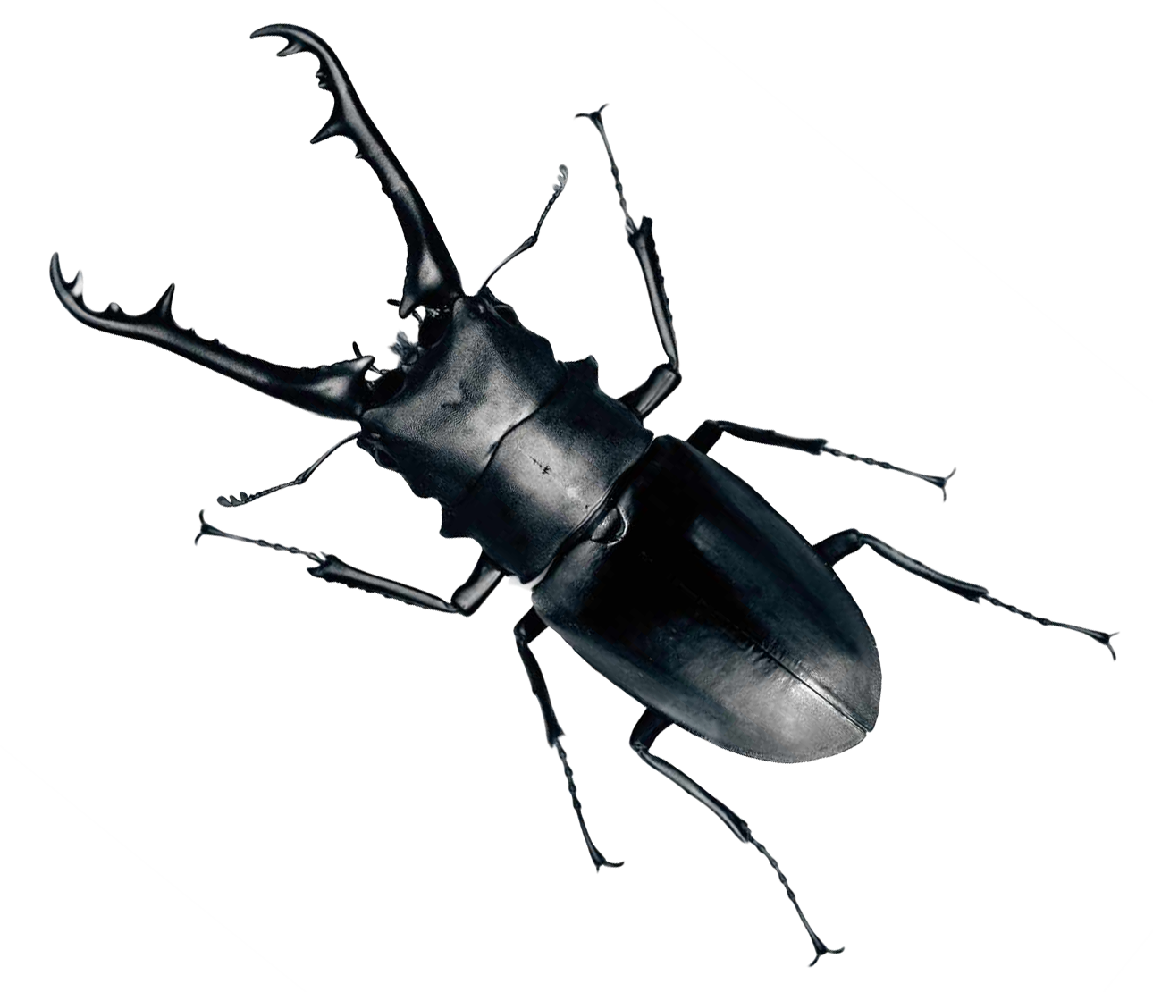 Bug PNG - 12358