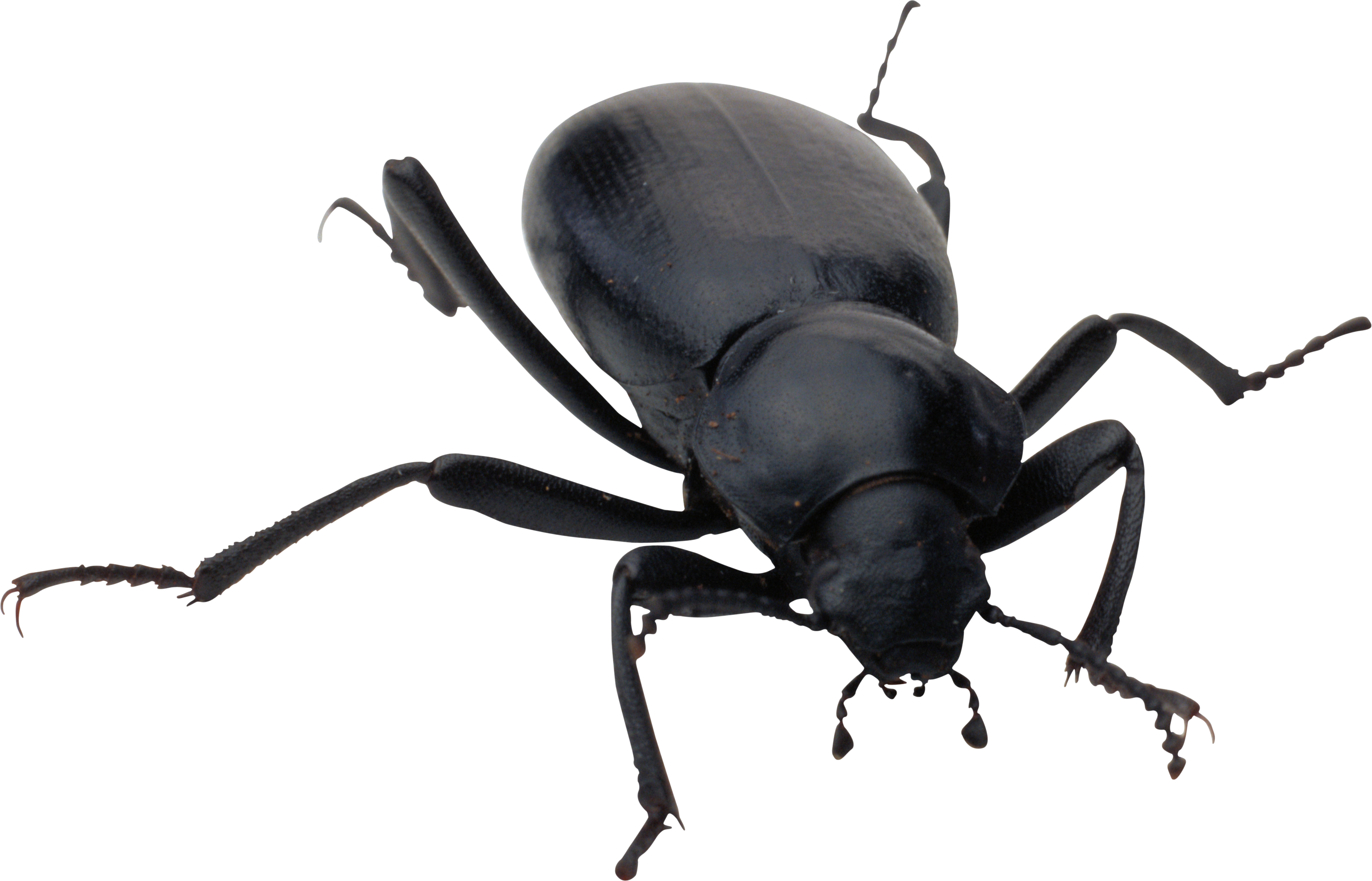 Bug PNG - 12368