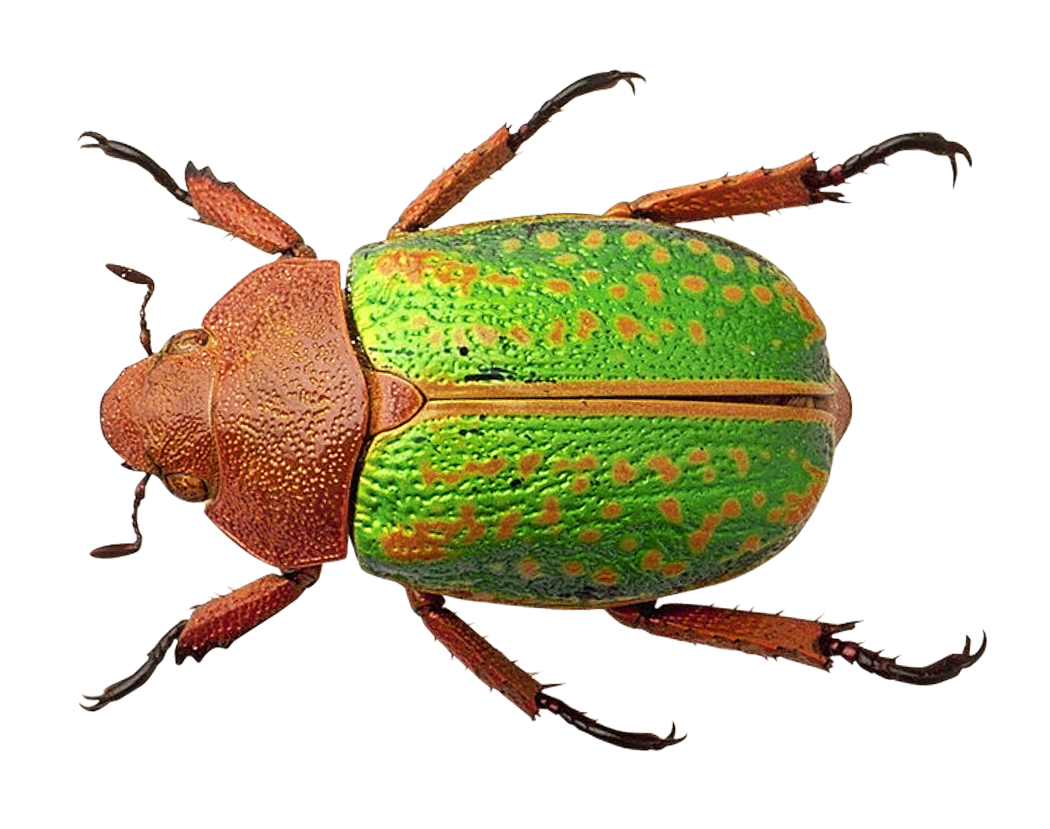 Bug Png 6 PNG Image