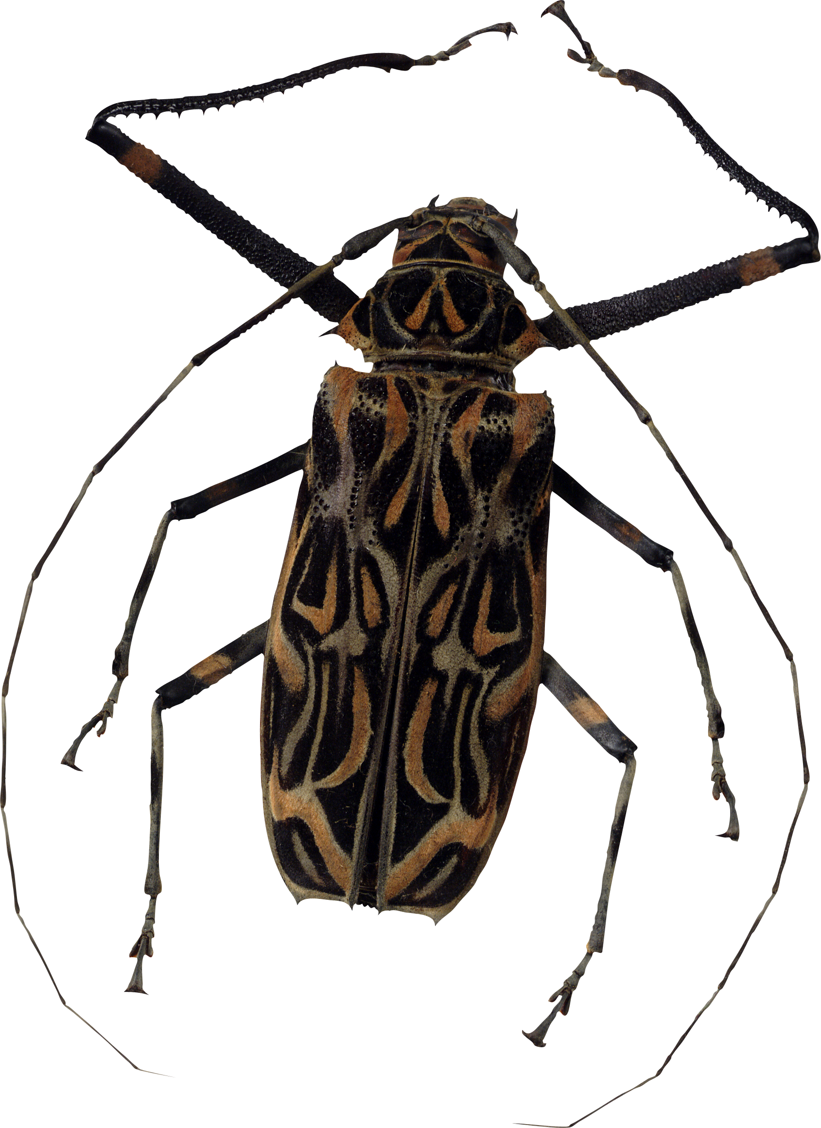 Bugs PNG - 1154