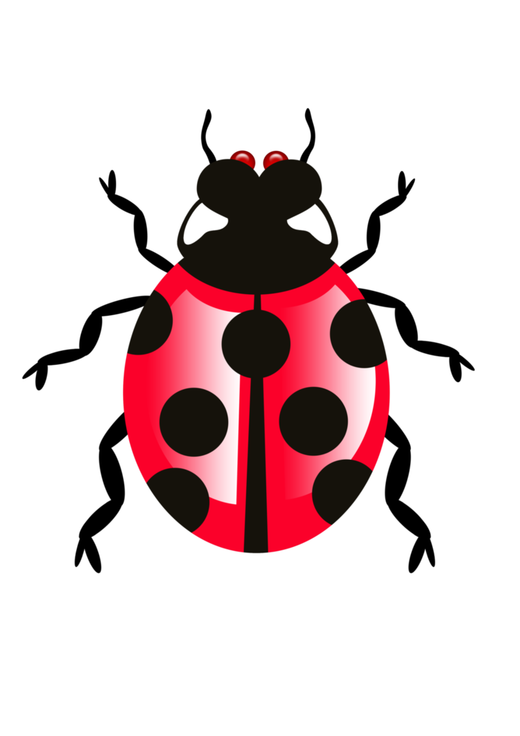 Bug PNG - 12363