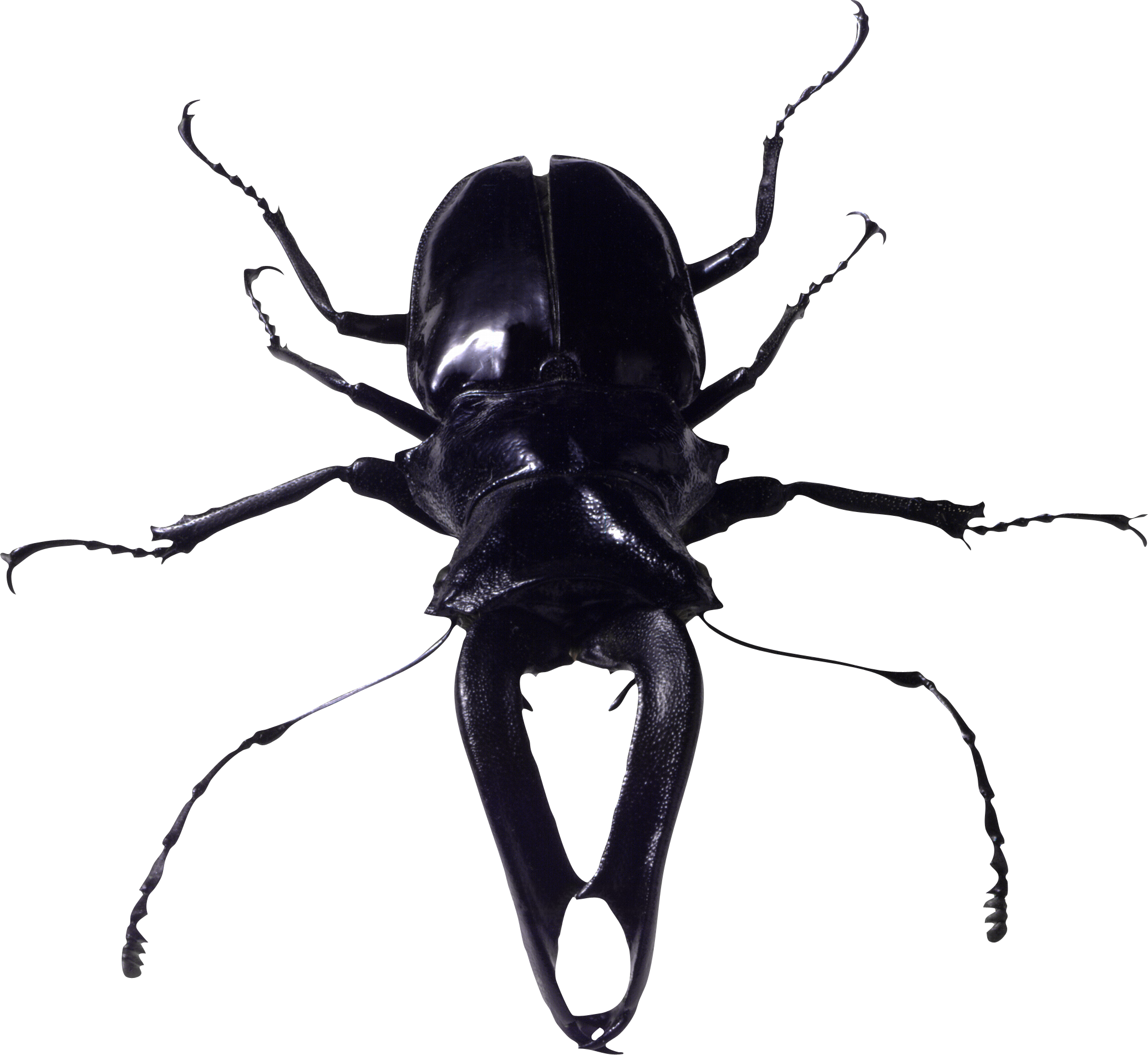 Collection of Bugs PNG Black And White. | PlusPNG