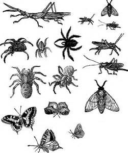 Bugs PNG Black And White - 157966