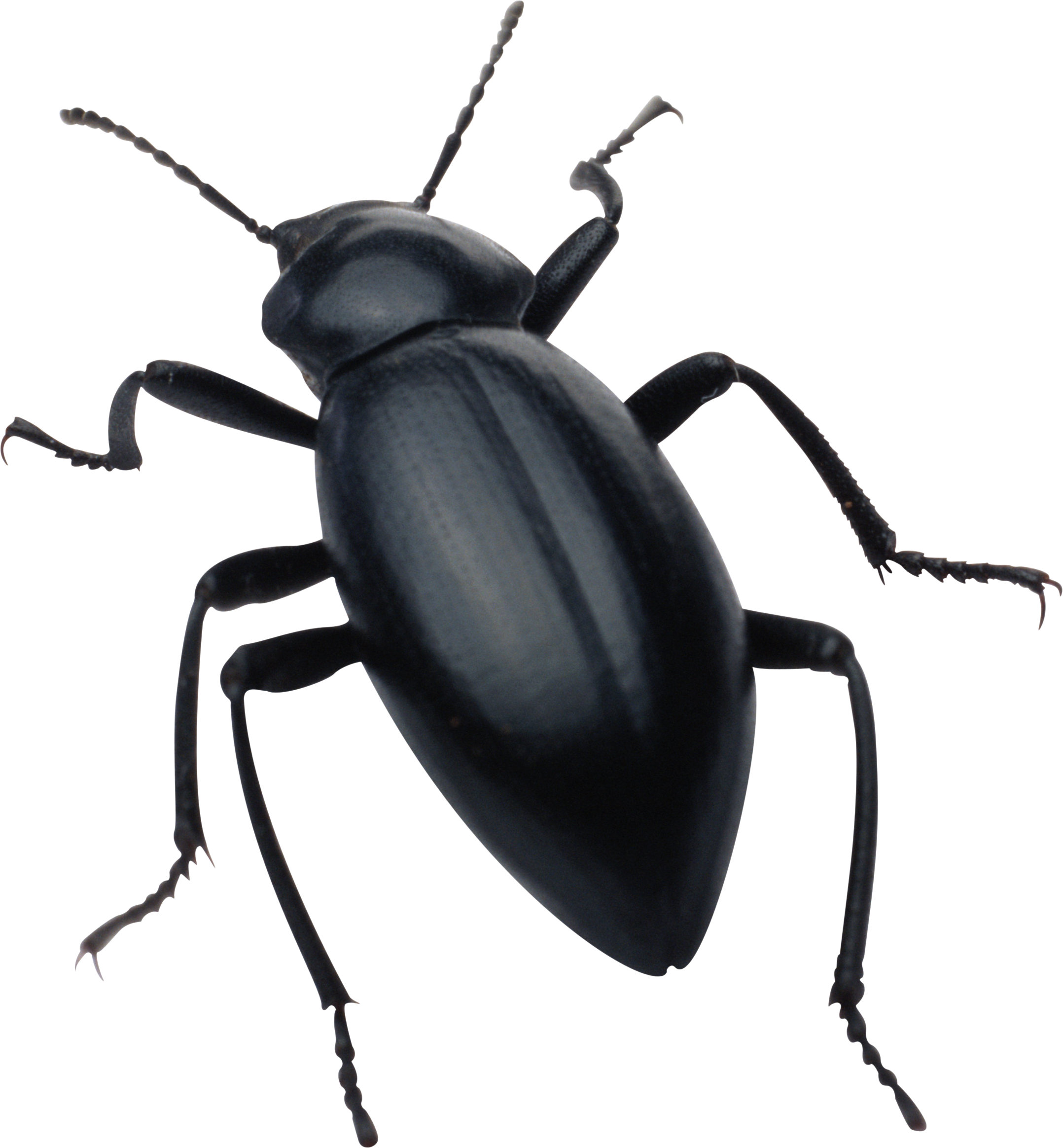 Bugs PNG File