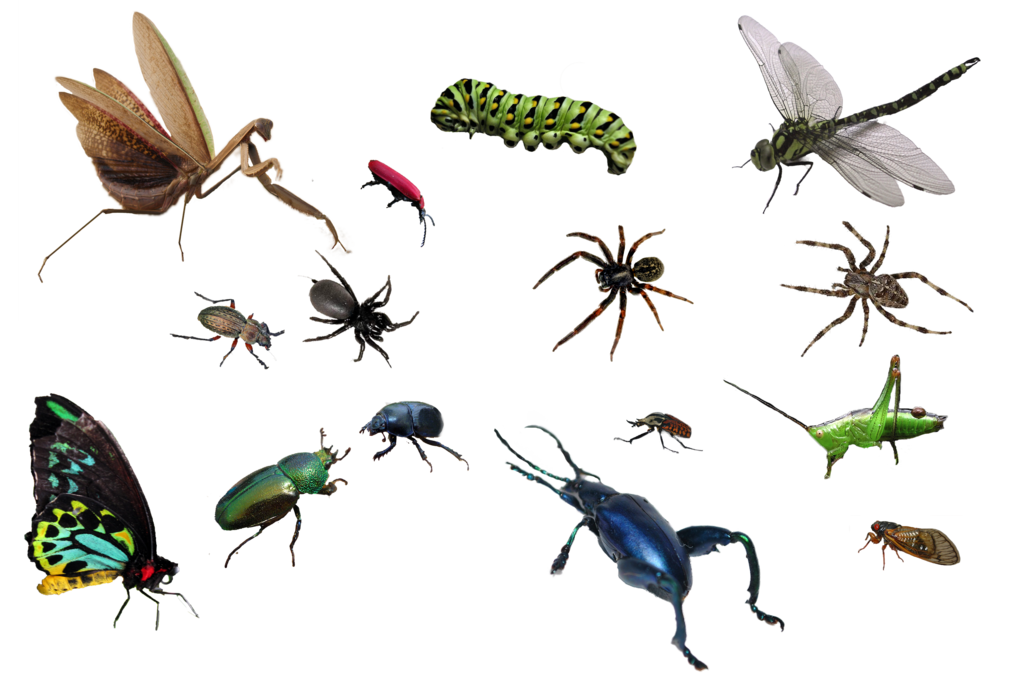 Bugs PNG - 26276