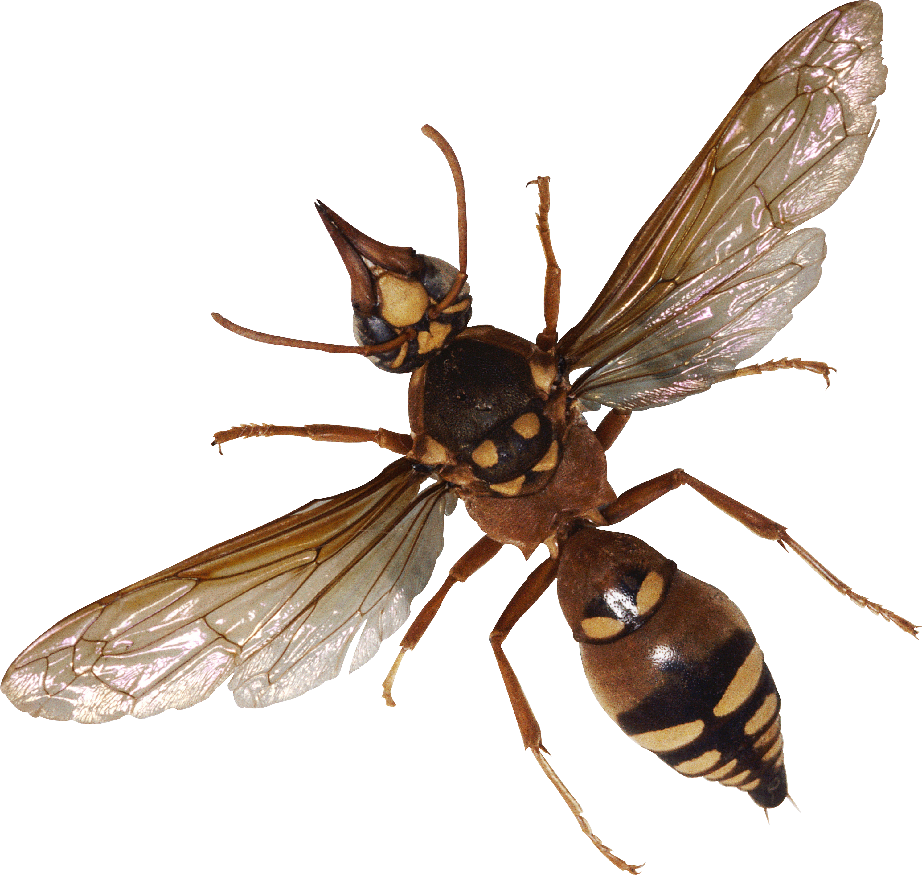 Bugs PNG File