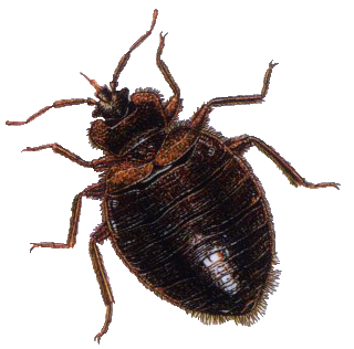 Bug Png PNG Image