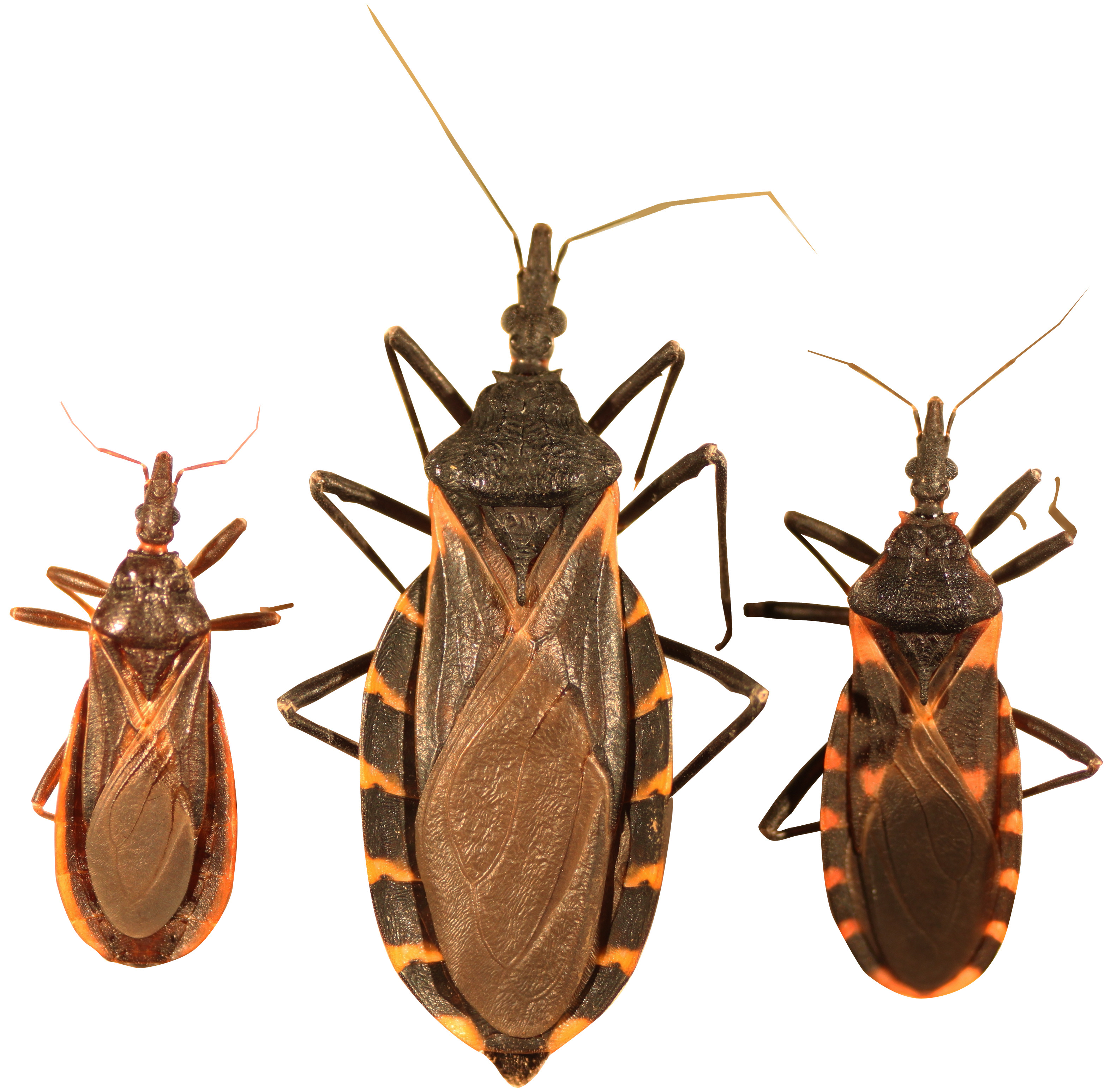 Bugs PNG - 26279