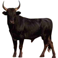 Similar Bull PNG Image