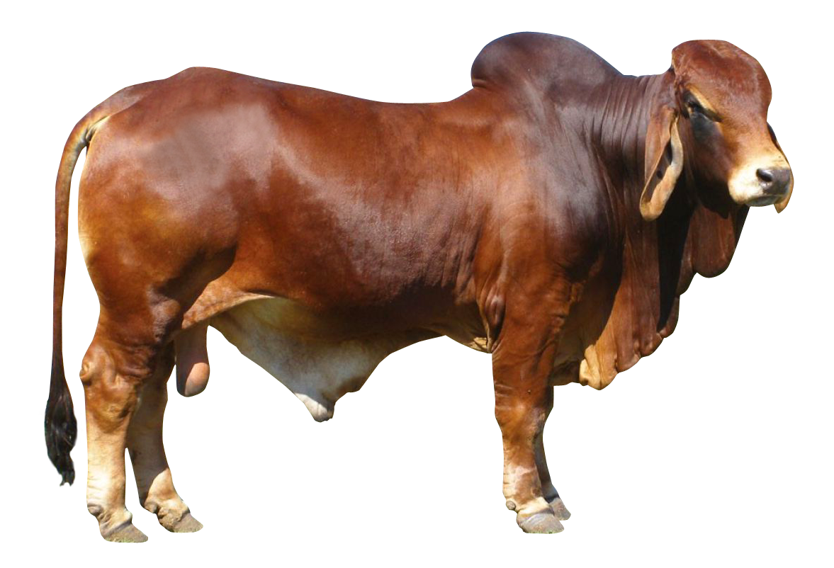 Similar Bull PNG Image