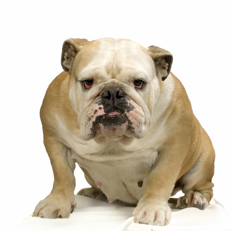 Filename: bulldog-mascot-clip
