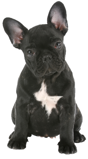 Bulldog PNG Transparent Image