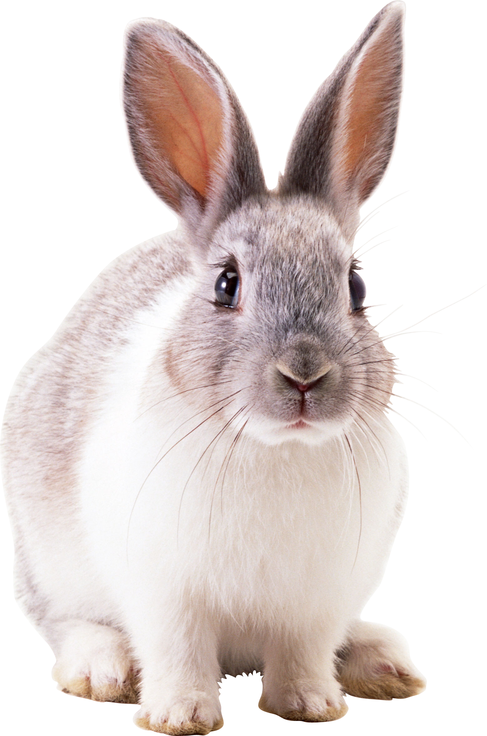 White rabbit PNG image