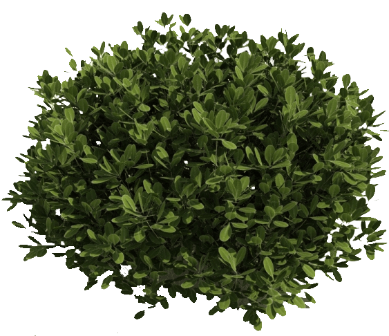 Bushes PNG Pic