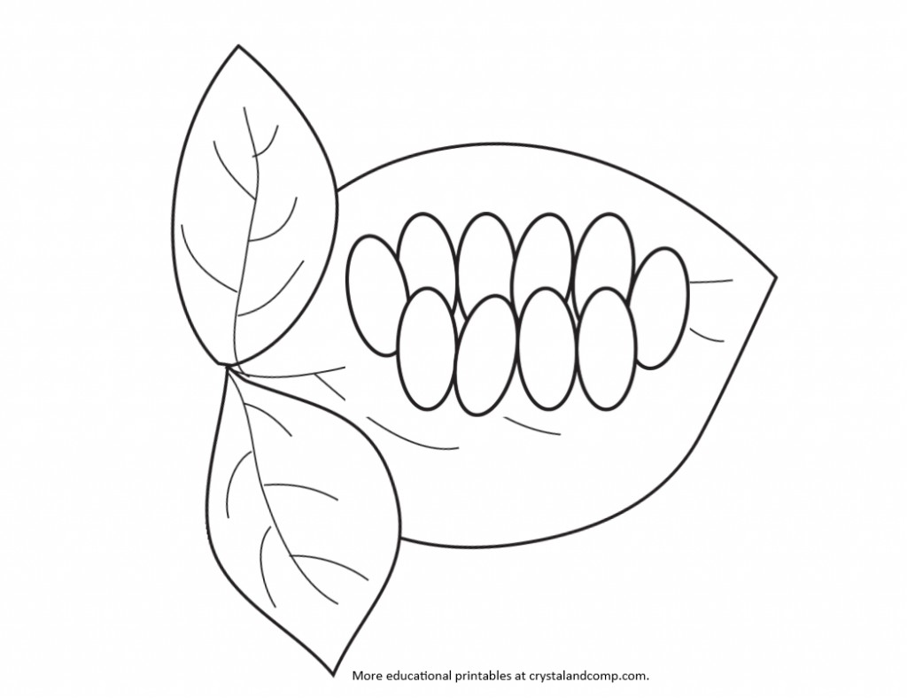 Download Collection of Butterfly Eggs On A Leaf PNG. | PlusPNG