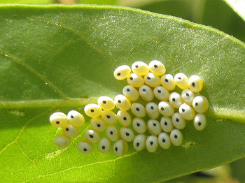 Butterfly Eggs On A Leaf PNG - 170251