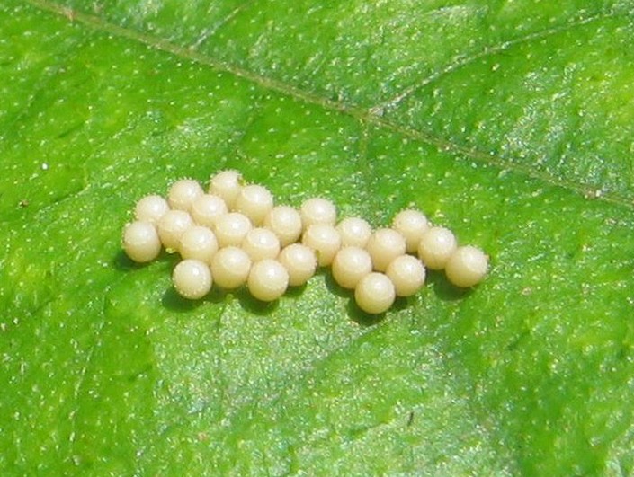 Butterfly Eggs On A Leaf PNG - 170256