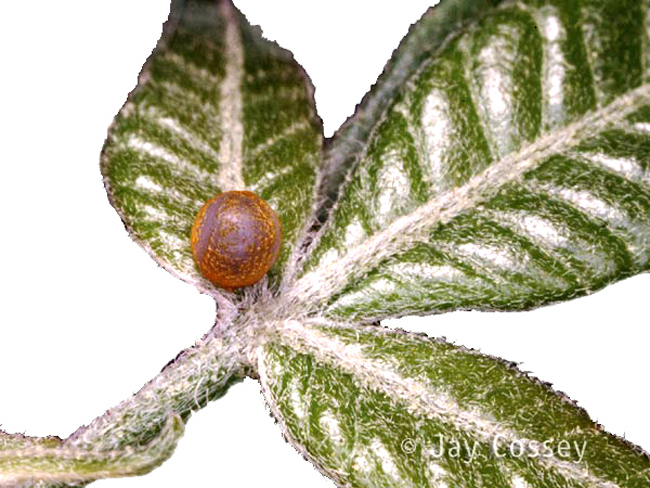 Butterfly Eggs On A Leaf PNG - 170268
