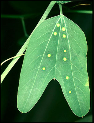 leaf eggs butterfly oval gree