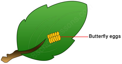 Butterfly Eggs On A Leaf PNG - 170259