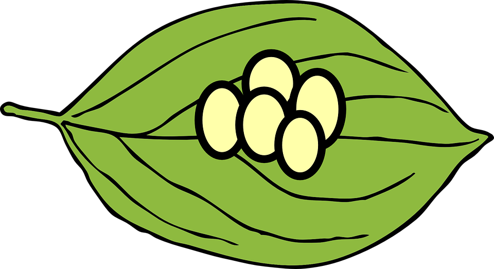 Butterfly Eggs On A Leaf PNG - 170250