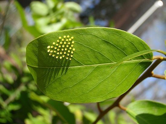 Butterfly Eggs On A Leaf PNG - 170257