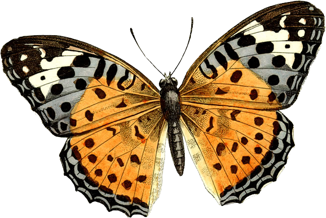 Butterfly PNG - 7535