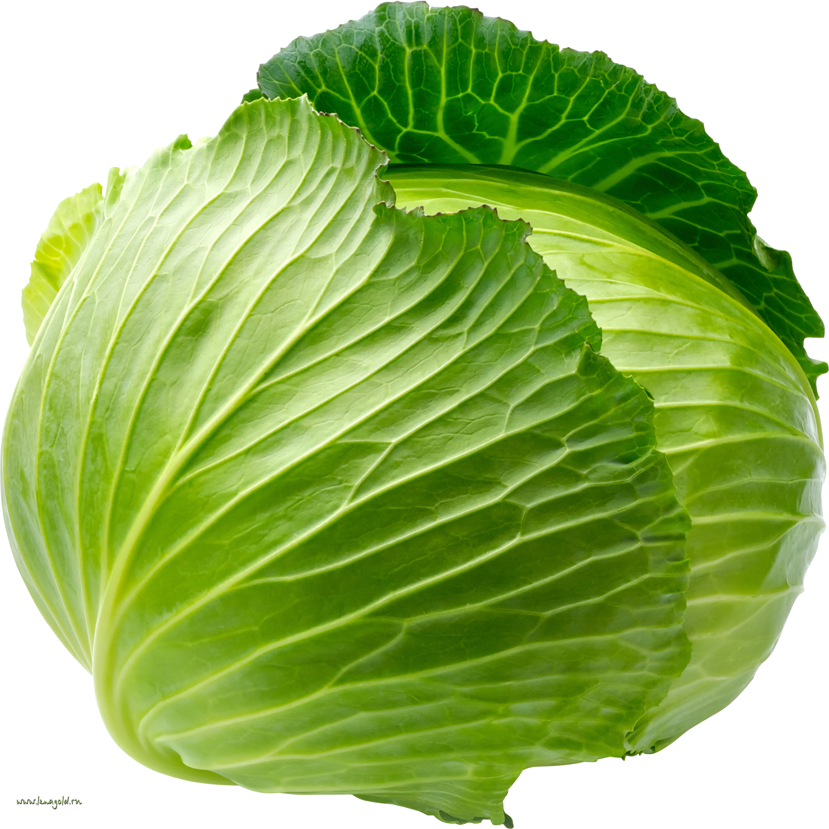 Cabbage HD PNG - 155763