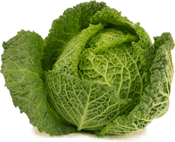 Cabbage HD PNG - 155765