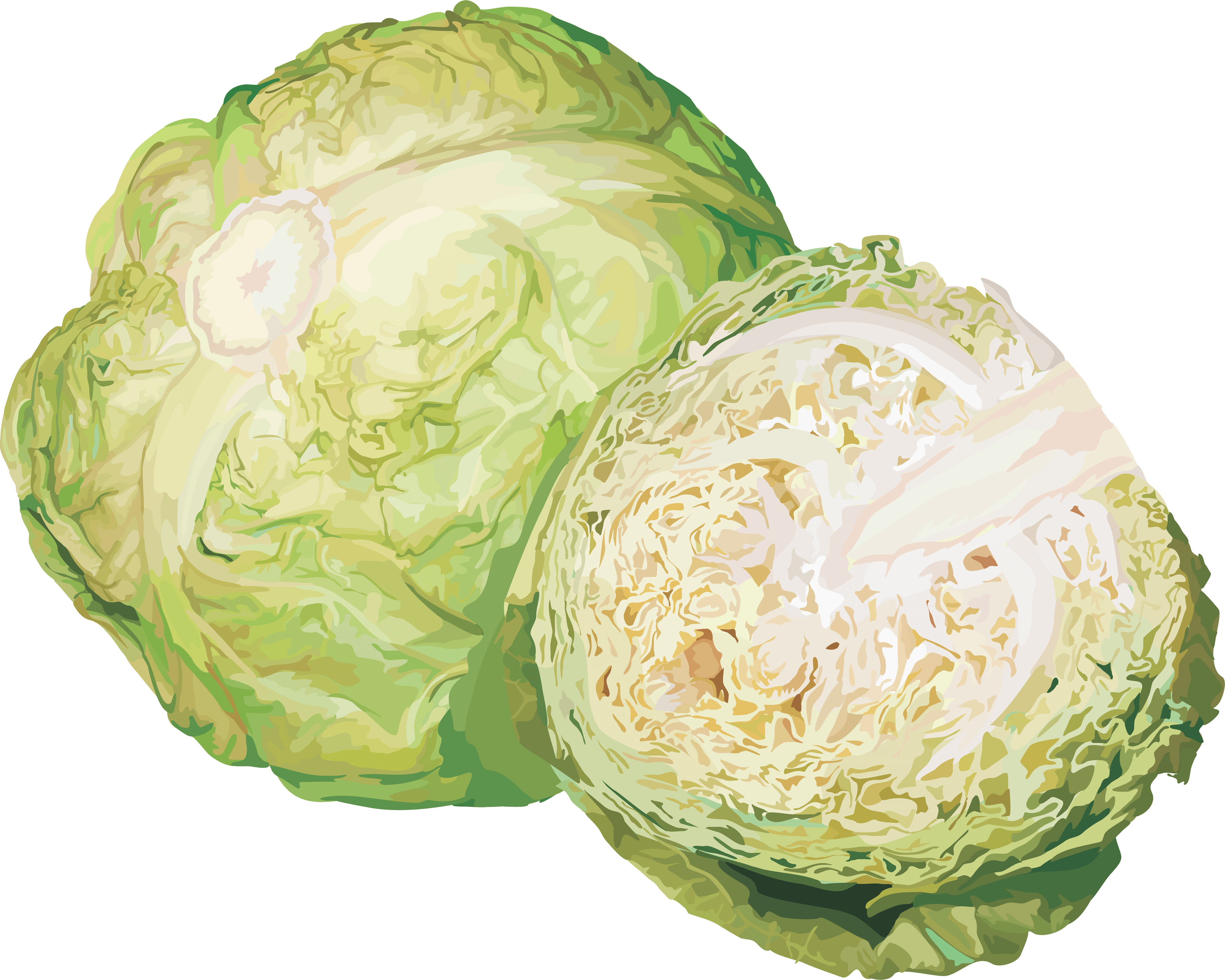Cabbage PNG - 9177