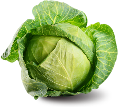 Fresh Cabbage PNG Image