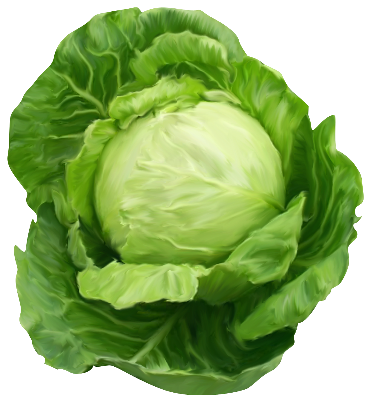 Cabbage Family Vegetable PNG