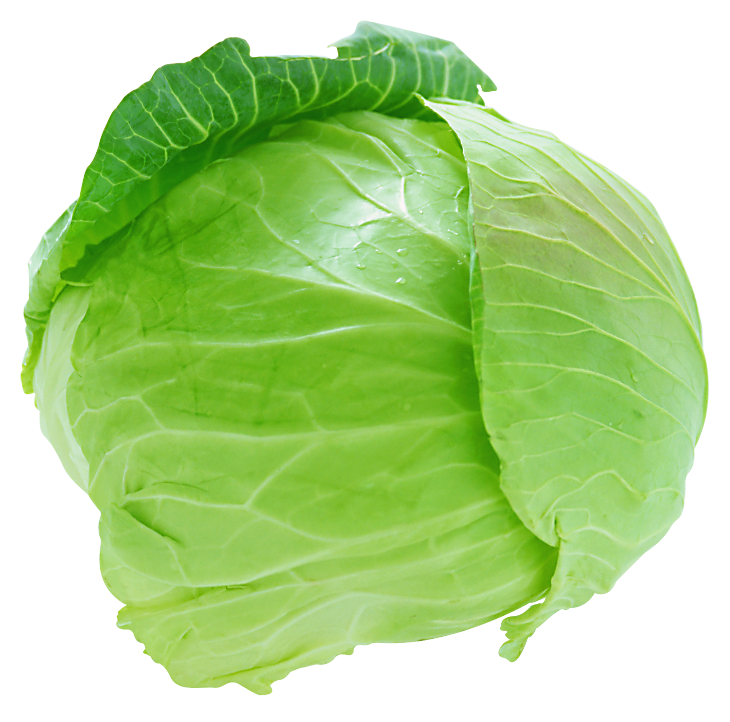 Fresh Cabbage PNG Image