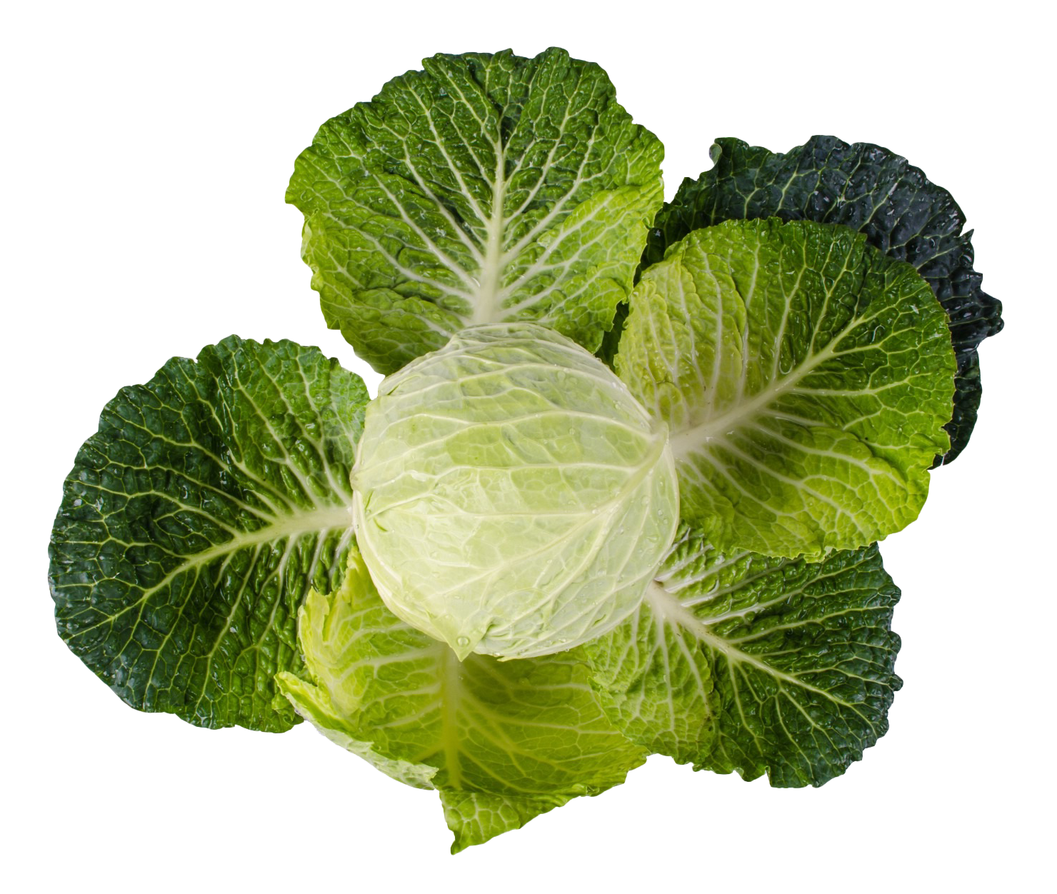 Cabbage PNG - 9168