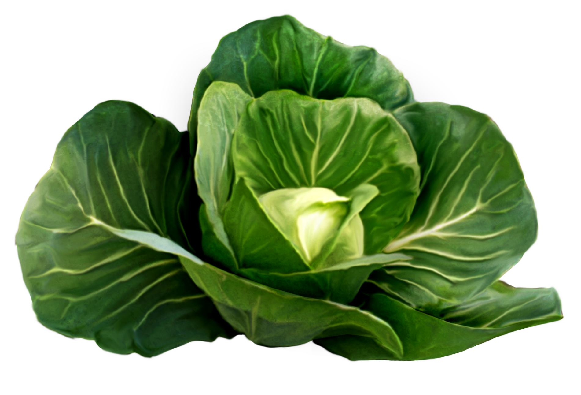 Cabbage PNG - 9166