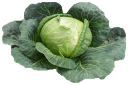Cabbage PNG - 9179