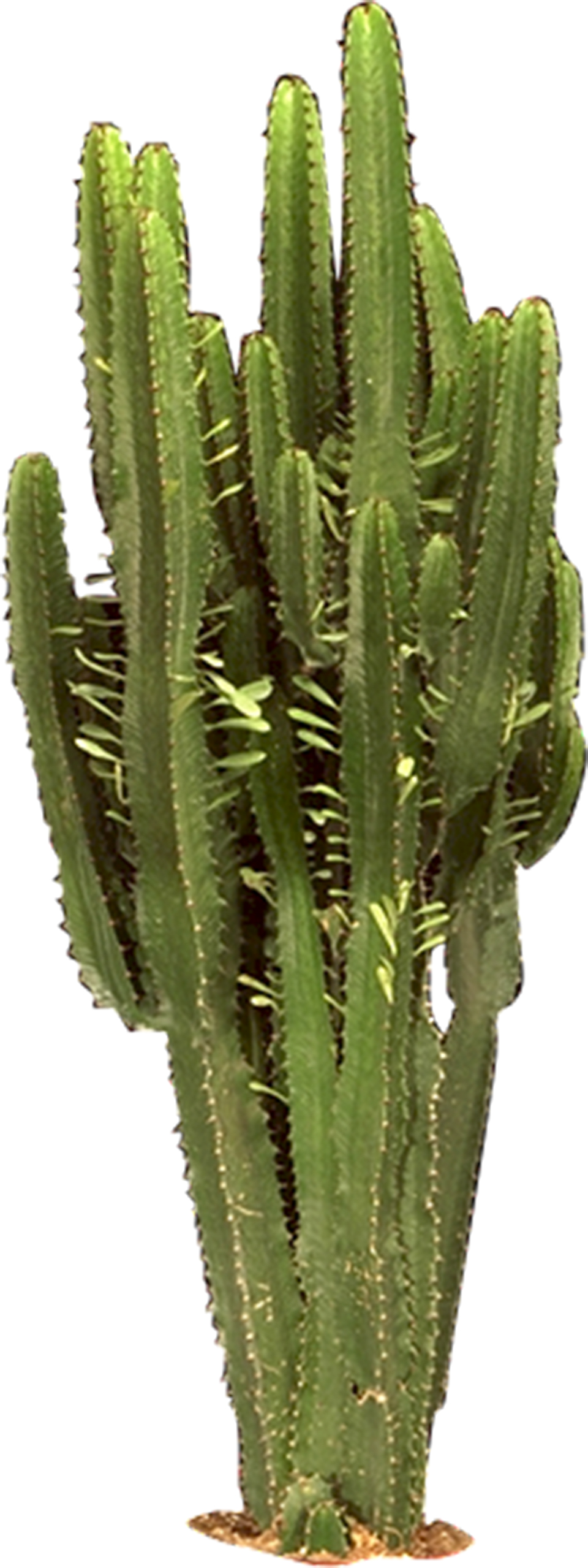 Cactus HD PNG - 119299