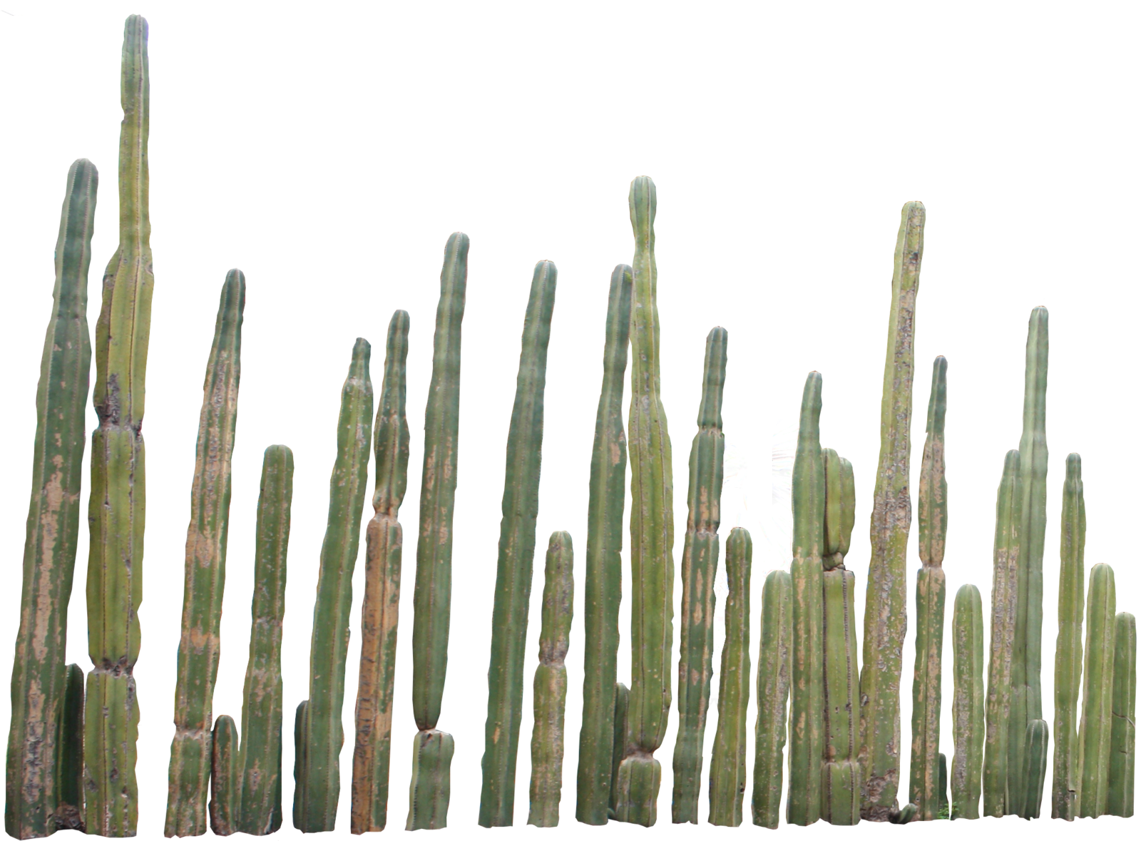 Cactus HD PNG - 119306