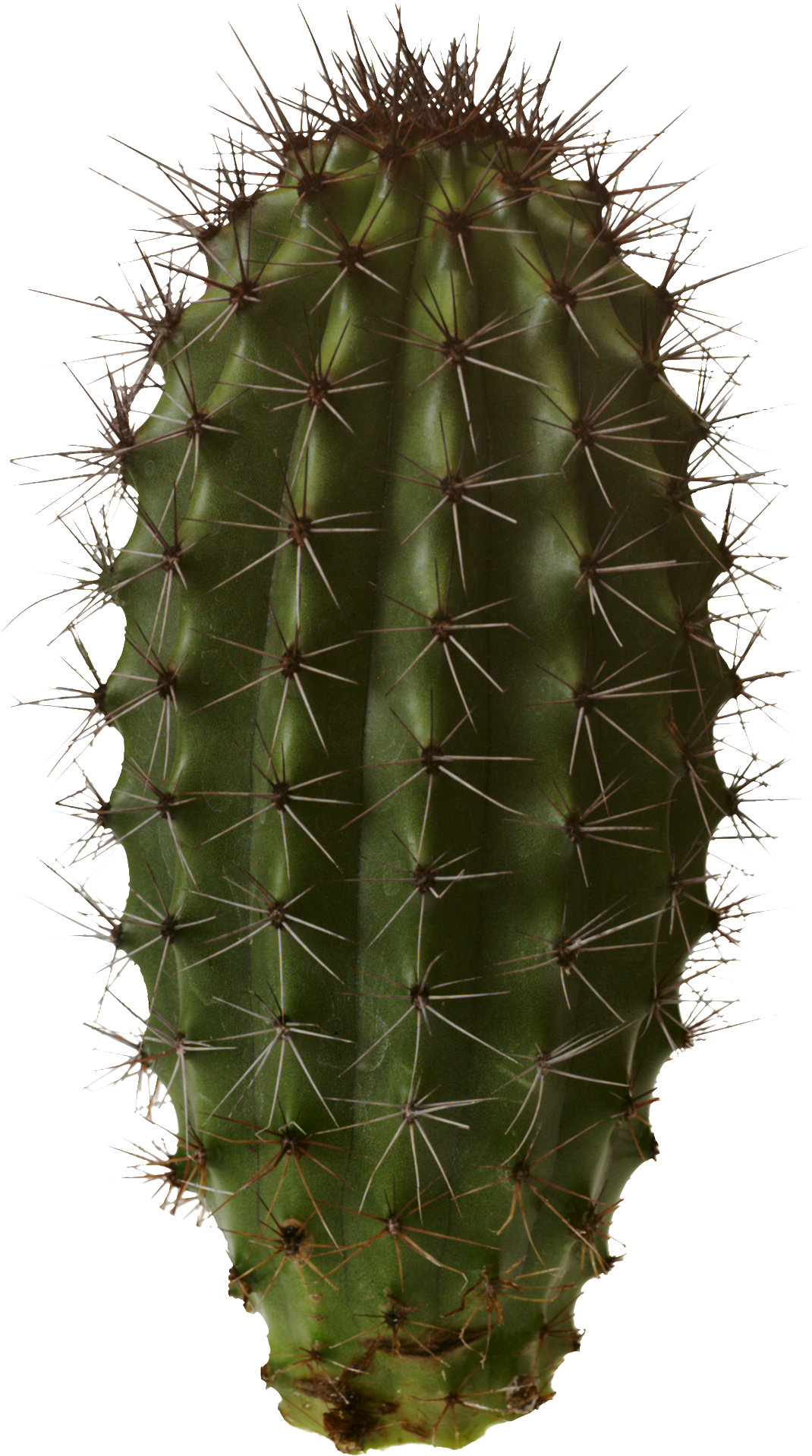 Cactus HD PNG - 119290