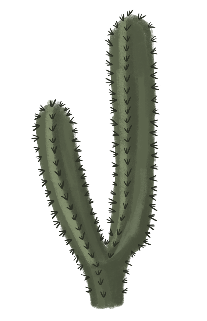Cactus Plant PNG Image