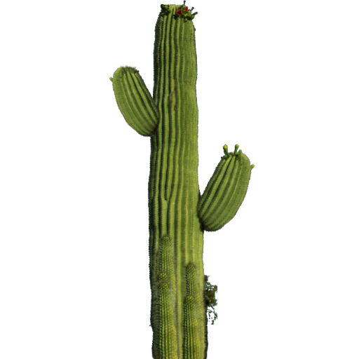 Cactus HD PNG - 119295