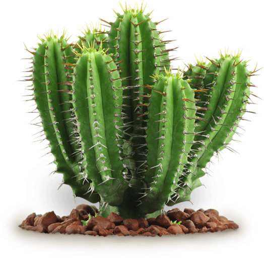 Cactus HD PNG - 119289