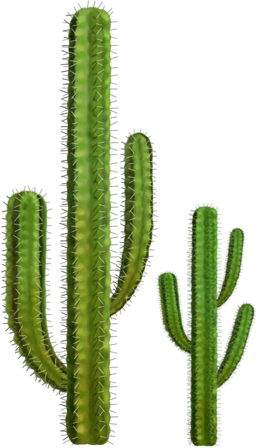 Cactus HD PNG - 119292