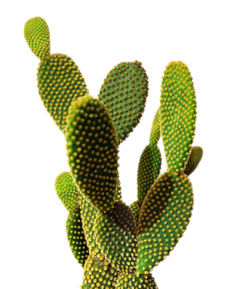Cactus HD PNG - 119301