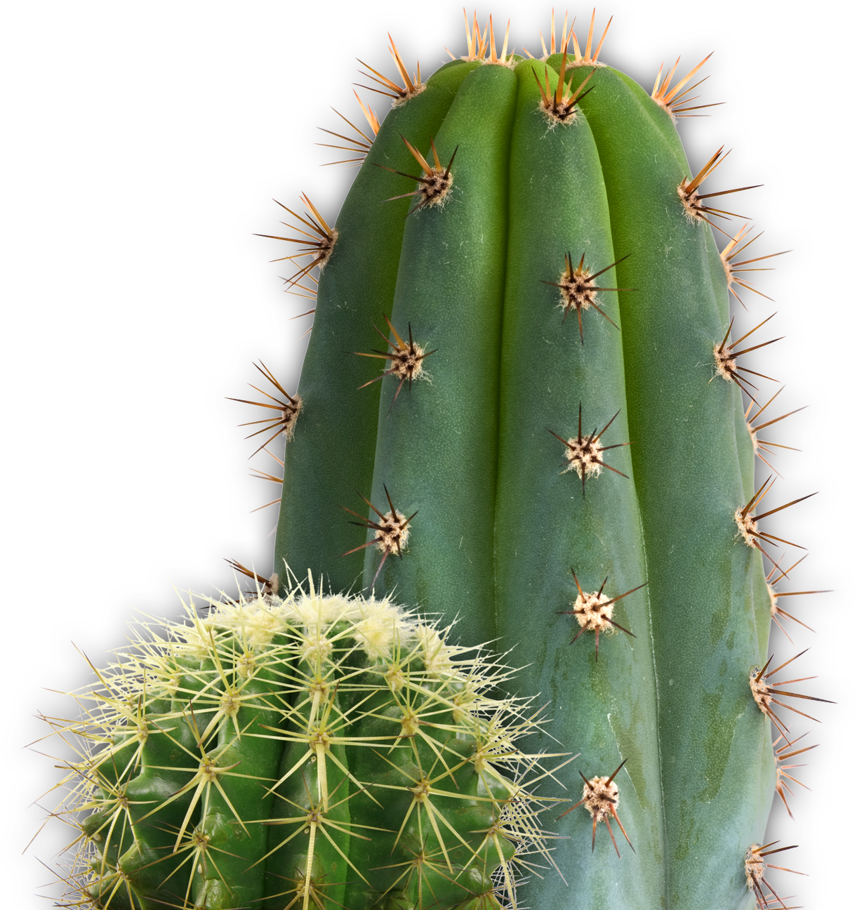 Cactus HD PNG - 119291