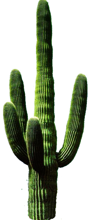 Cactus HD PNG - 119294