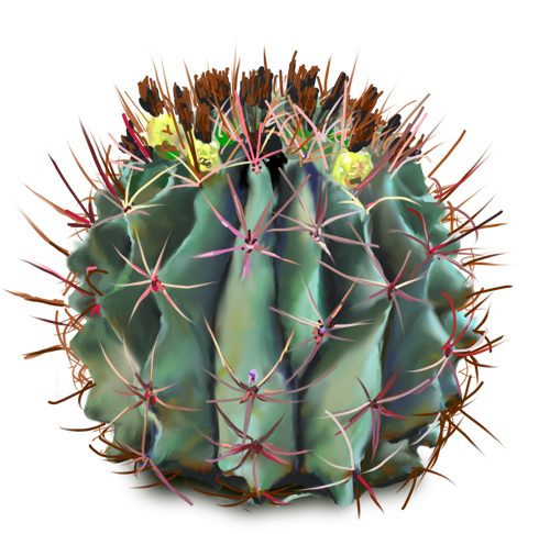 Cactus HD PNG - 119304