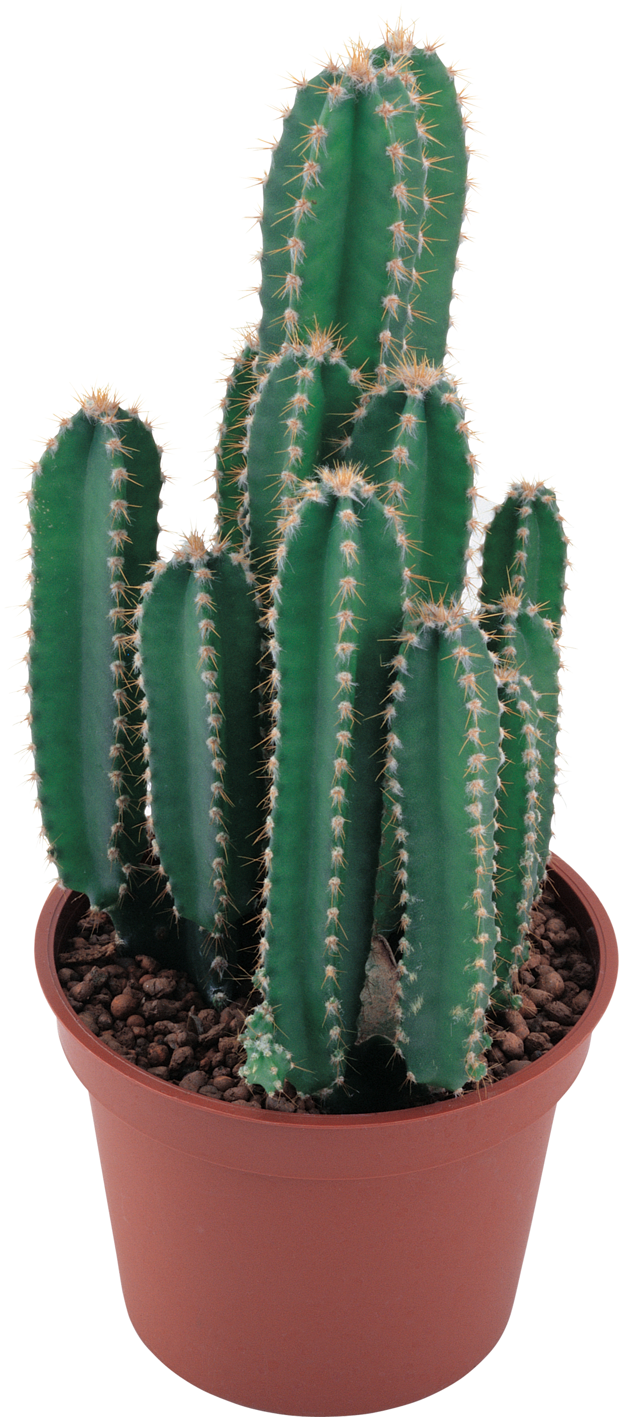 Cactus PNG - 12076