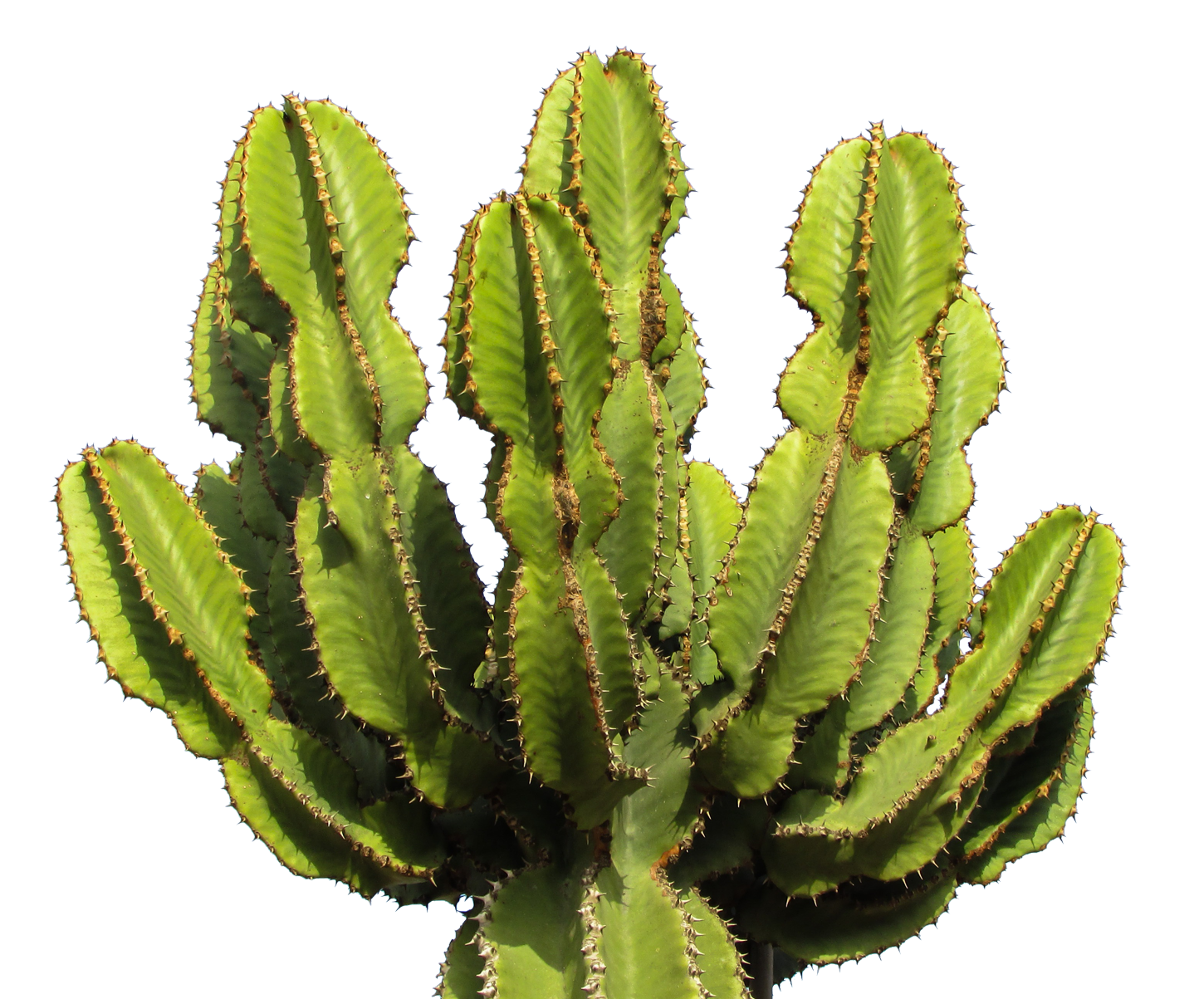 Cactus PNG - 12073
