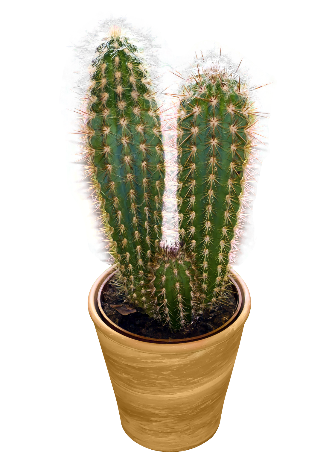 Cactus PNG - 12091